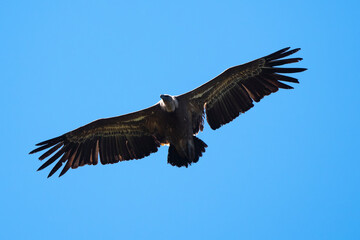 Obraz premium Vautour fauve