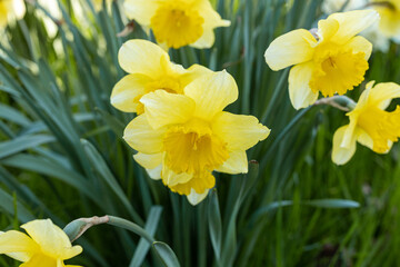 Amazing yellow daffodils flower field in the day sunlight. The perfect image for spring background, flower landscape.
