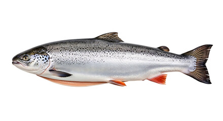 Obraz premium Whole Salmon Fish Isolated on White Background seafood