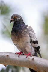 Pigeon on Tree Branch with Focused Gaze