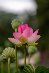 Obraz premium Close-Up Pink Lotus Flower with Soft Natural Light