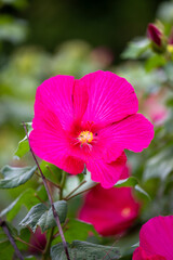 Vibrant Pink Hibiscus Flower in Natural Garden
