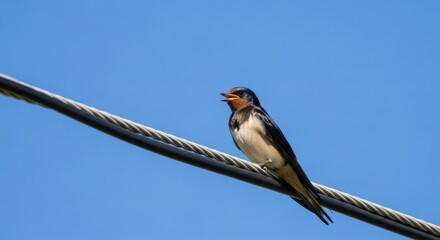 Barn Swallow Perched on Wire Against a Blue Sky.