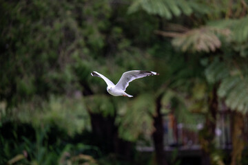 Fototapeta premium Seagull flying against green forest background