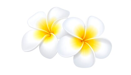 Two white flowers with yellow centers on a white background