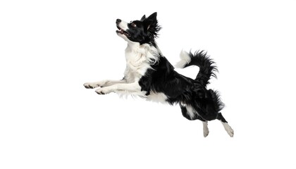 A black and white dog jumps through the air