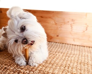 Small white puppy biting dental treat with wooden background.