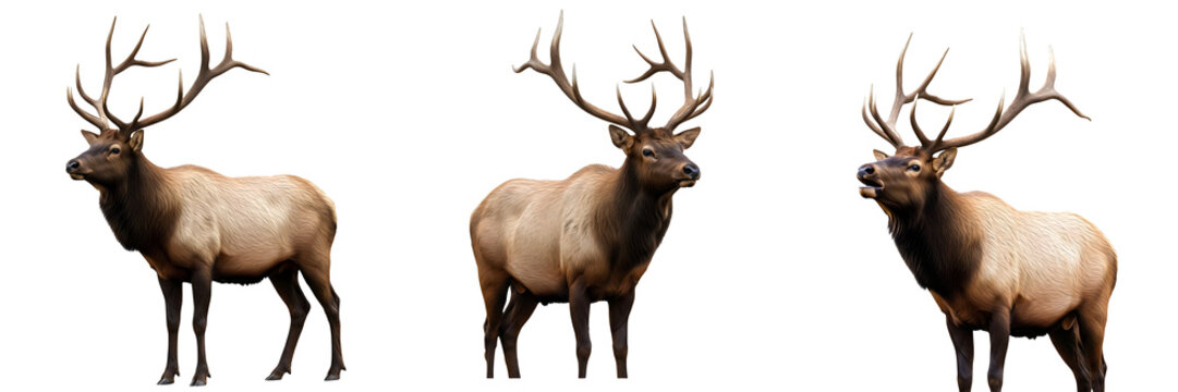 THE SERIES OF AMERICAN ELK ISOLATED ON WHITE BACKGROUND HD FILE PNG '''