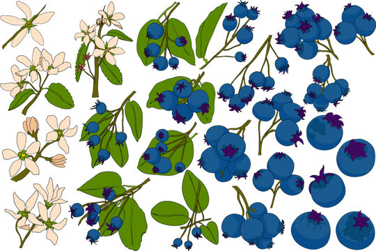 Colored illustration of serviceberry (Amelanchier) plant life cycle stages including white flowers, leaves, green berries, and ripe purple-black berries on branches	