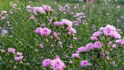 Obraz premium Close up Pink Chrysanthemum Flowers in a Highland Garden with Mountain Background