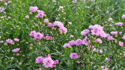 Obraz premium Close up Pink Chrysanthemum Flowers in a Highland Garden with Mountain Background