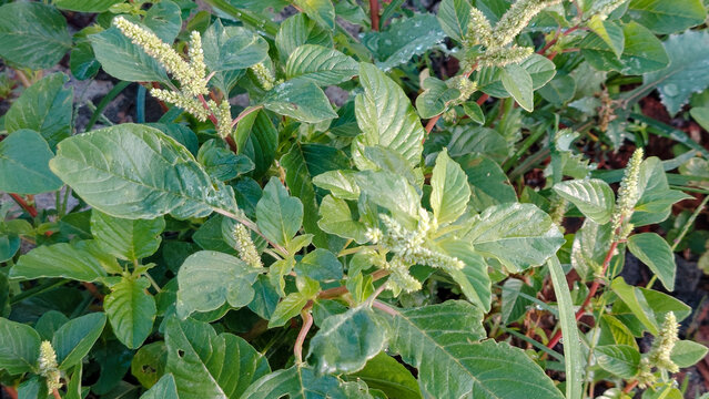 Fresh Thorny Amaranth Plant (Bayam Duri) in a Tropical Garden