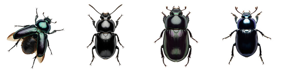 THE SERIES OF EOPHILEURUS ISOLATED ON WHITE BACKGROUND HD PHOTO PNG ;;