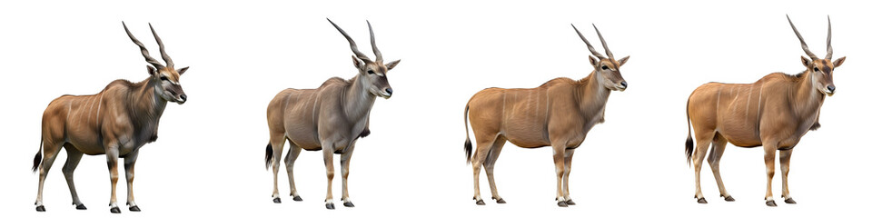 THE SERIES OF ELAND ISOLATED ON WHITE BACKGROUND STOCK IMAGE PNG -- © Mr