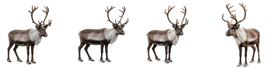 the series of reindeer isolated on white background HQ image PNG    © Mr
