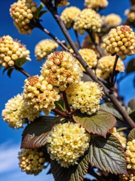 Ornamental shrub with vibrant yellow and orange ninebark inflorescences and foliage