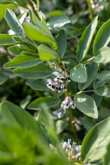 Obraz premium Fava bean flowering macro detail, dark green leaves, white purple flowers, bee pollinator, bokeh, cultivation close-up