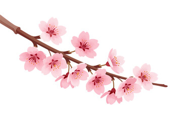 Fototapeta premium Delicate Cherry Blossom Branch in Full Bloom