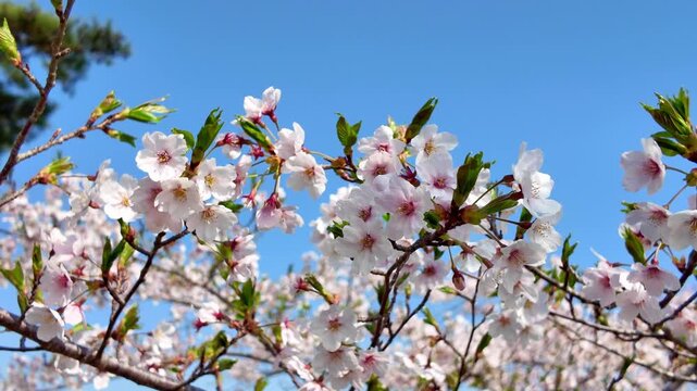 beautiful Spring day, Cherry blossom against blue sky in park, Somei Yoshino Sakura blooming in sunshine day. Japan Travel background, template and wallpaper for spring season and Hanami picnic