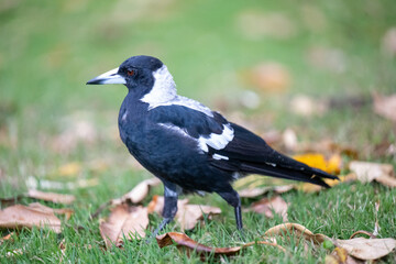 Obraz premium Australian magpie full body walking on grass wildlife