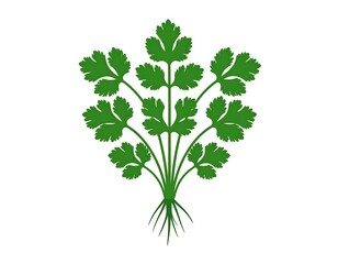 A bunch of fresh green herbs with leafy top and root