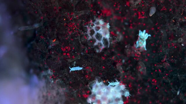 A sea mite and crustacea copepoda under a microscope. They crawl along the surface of a stone. Under ultraviolet light.