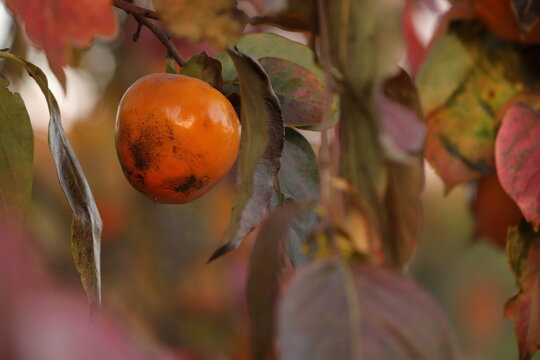 frutto di caco in autunno