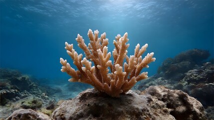 Obraz premium A single branching coral structure stands on a rocky seabed in clear blue ocean water illuminated by sunlight