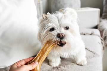 Human hand feeding a healthy snack to a small white puppy.