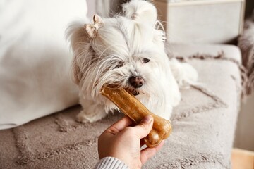 Human hand feeding a healthy snack to a small white puppy.