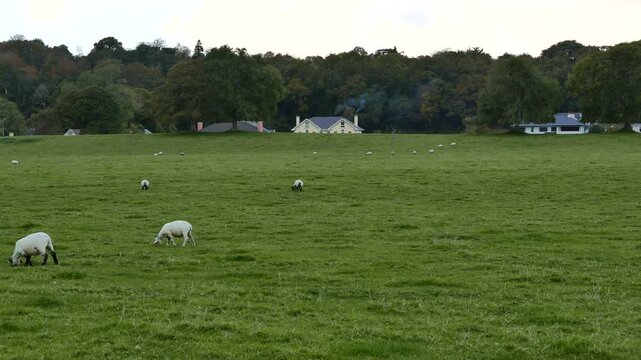 Sheep grazing in a green pasture in Killarney, County Kerry, Republic of Ireland.