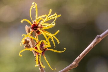 Chinese witchhazel