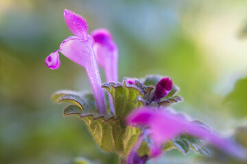 henbit deadnettle