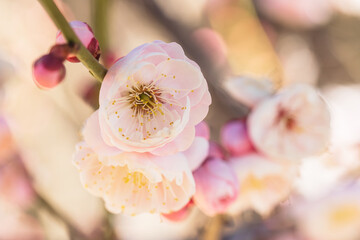 Japanese apricot