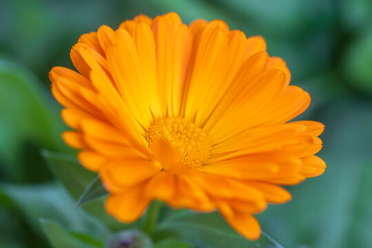 pot marigold