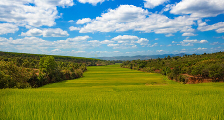 Obraz premium Green Rice Fields Panorama In Mountain Vietnam On Sunny Day