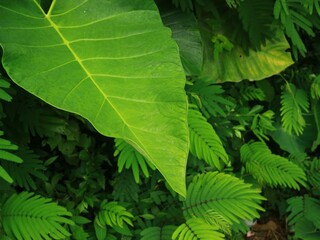 Fototapeta premium Close-up view of a large green leaf surrounded by lush green leaves and ferns against a dense green leaves background with natural lighting.