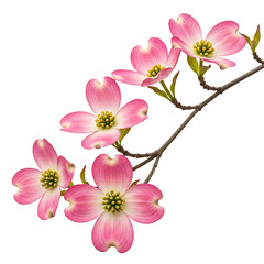 Obraz premium A delicate branch of pink dogwood flowers in full bloom against a white background isolated on white background