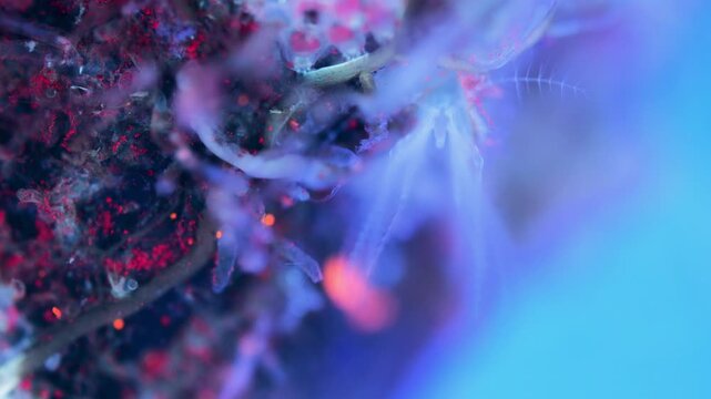 Young crustacea family Balanidae under microscope. They use crowns of their tentacles to capture food. Under ultraviolet light