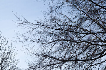 Fototapeta premium Kahler Baum mit Ästen im Winter, Deutschland