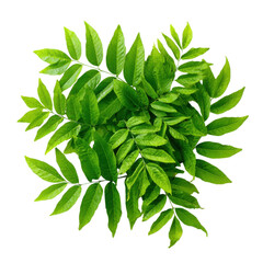 A vibrant green plant with many leaves