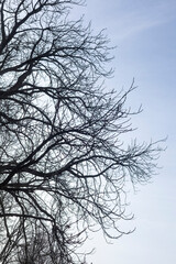 Obraz premium Kahler Baum mit Ästen im Winter, Deutschland