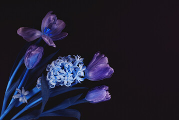Dramatyczne wiosenne kwiaty na czarnym tle, nastrojowa martwa natura kwiatowa © Elżbieta Kaps