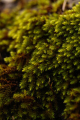 Fototapeta premium moss on a tree