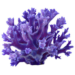 A vibrant purple coral reef on a black background