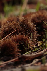 castane in the forest