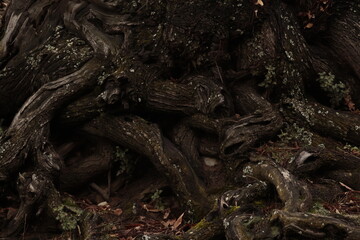 Fototapeta premium tree roots in the forest