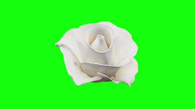 3D white rose animated on green screen background