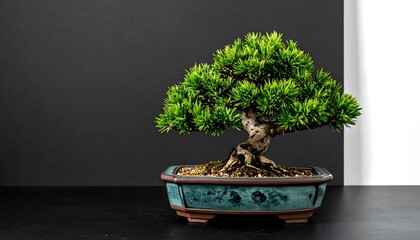 Bonsai tree in decorative pot indoors.