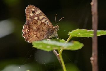 Obraz premium Meadow brown butterfly ,, Maniola jurtina,, in its natural environment, Danubian wetland, Slovakia